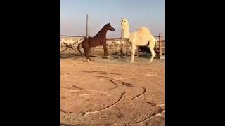 صراع  بين الجمل و الحصان😲😲😲                            Wrestling  between  camel and horse