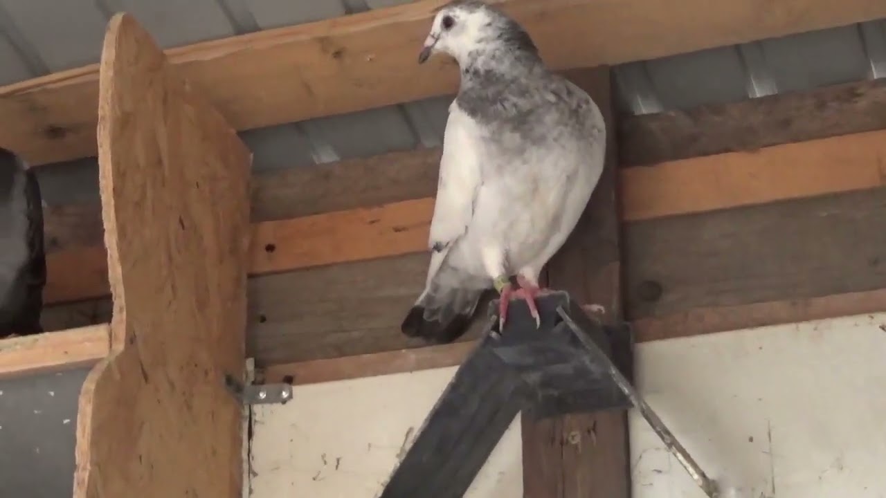 Columbofil dl Dan Nedelcu Brebeni Olt Romania pui porumbei generatia 2023  2 iulie 2023