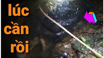 cắm câu mương vườn dừa lâu năm dính toàn cá cụ gãy cả lưỡi đứt cả dây // best fishing in viet nam