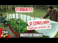 TRANSPLANTAMOS LOS TOMATES - FERTILIZAR - PROTEGER DEL FRIO - MARTES DE TOMATES EP. 9