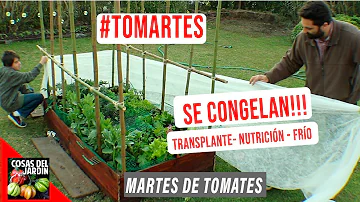 ¿Se estropean los tomates si se congelan?