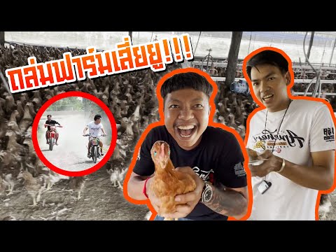 อยากหลับคาฟาร์มไก่เสี่ยยู  ( อภิชาติฟาร์ม )