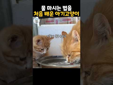 물 마시는 법을 처음 배운 아기고양이 #더빙농장 #동물더빙 #funnyanimals #귀여운고양이 #dubbingfarm thumbnail