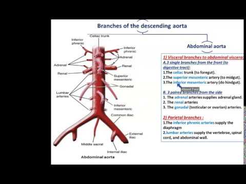 parietal branches of abdominal aorta