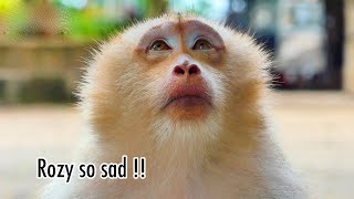 Pity Rozy, she is really sorry because she is so sad