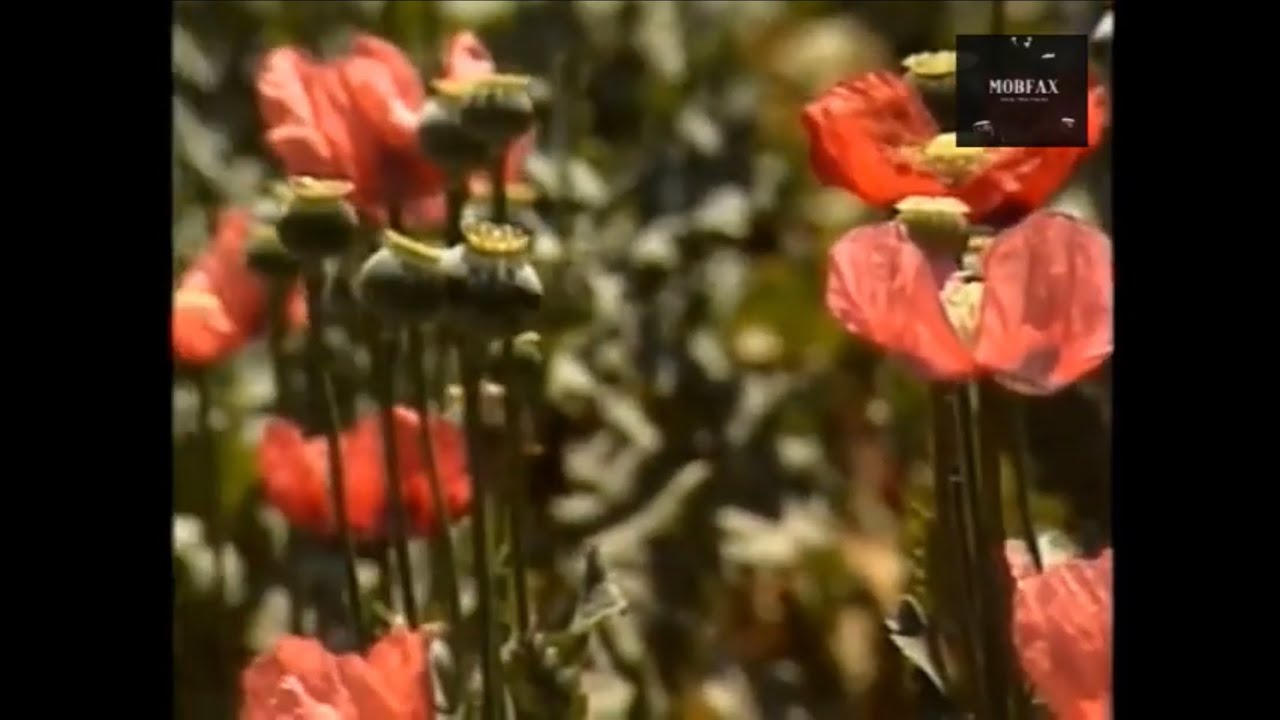 Special Report: The Guadalajara Cartel (1986)