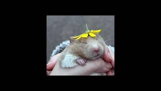 The loss of a pet. A pet loss playlist screenshot 5