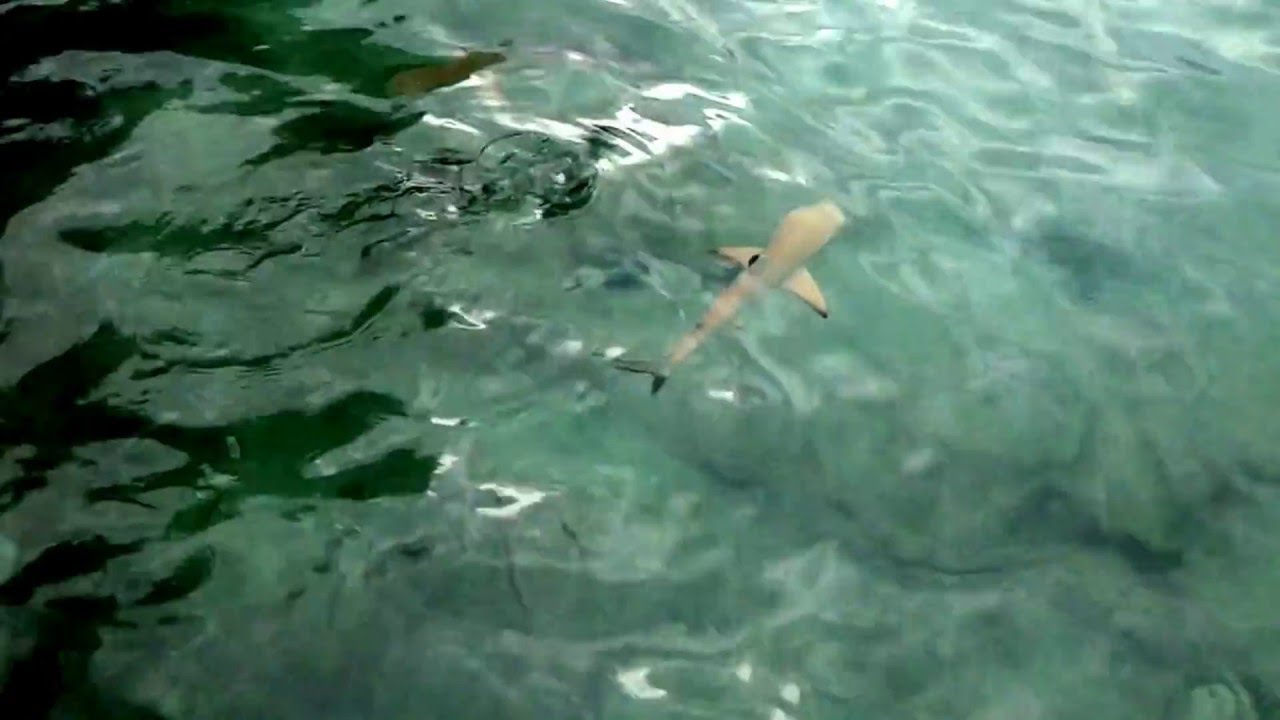 Baby-Haie am Strand auf den Malediven Fütterung - feeding baby shark *HD*