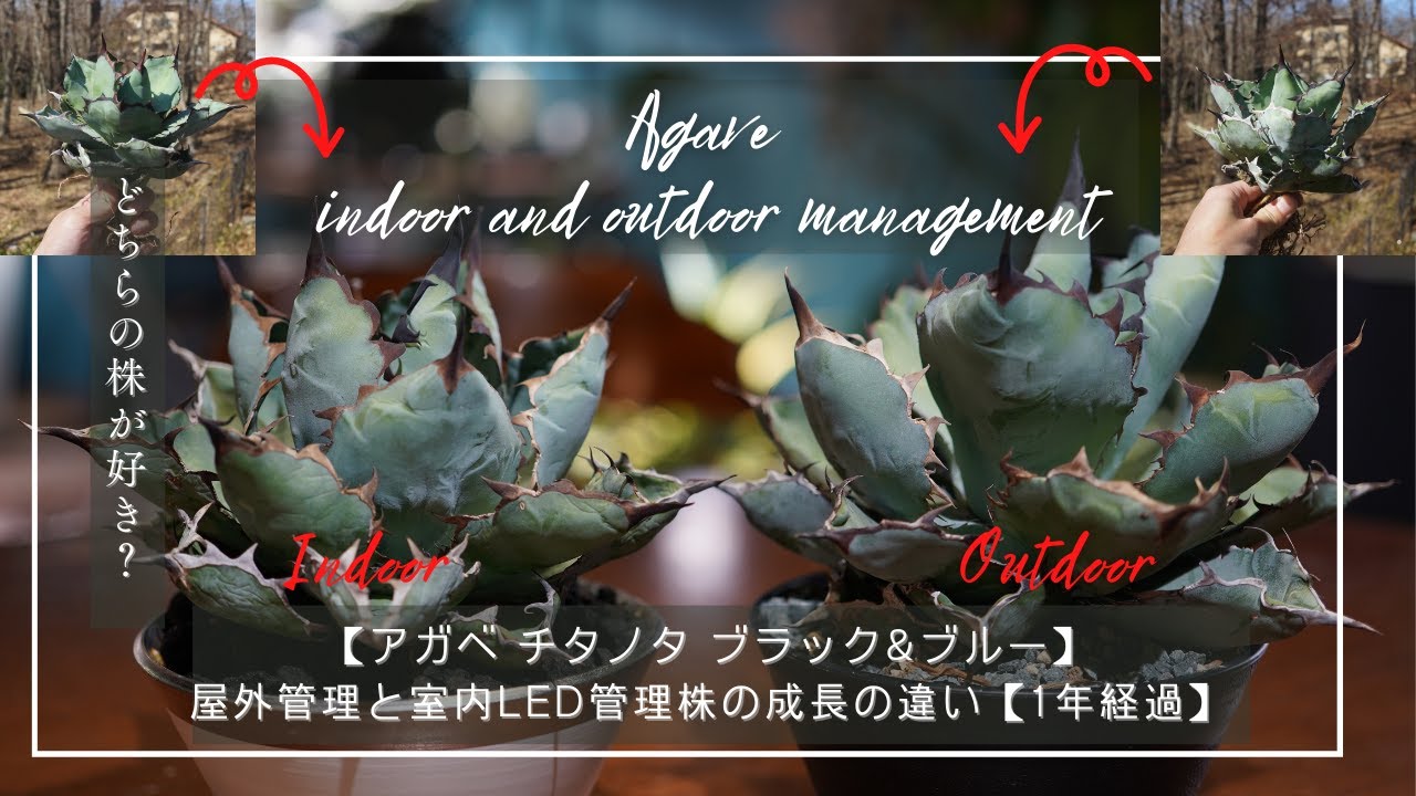 大株！ チタノタブルー 地植えなどに！ 新たな魅力を見せ始めてくれたアガベ・チタノタ ブルーの植え替え