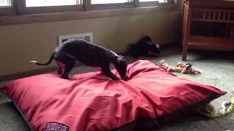 Return of the Spastic Whippet Puppy