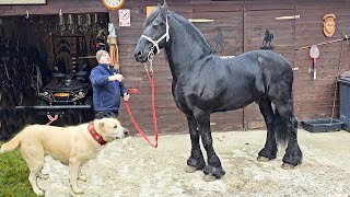 CEI MAI TARI CAI FRIZIENI,CIOBANESC DE ASIA CENTRALA,PRESA CANARIO SI PASARI EXOTICE LA DOMNUL LELE.