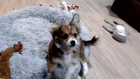 Cutest puppy ever (desc)