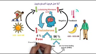 ما هو هرمون التيستوستيرون (هرمون الذكورة) | وظيفتة | وأسباب النقص والزيادة | والتحاليل المطلوبة؟