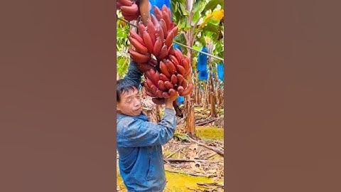 Skills for harvesting red bananas #agriculture #farming #shorts