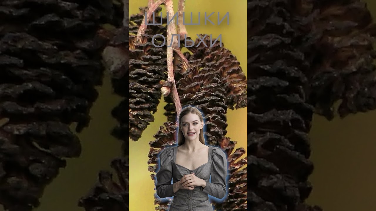 ШИШКИ ОЛЬХИ / Польза и Вред