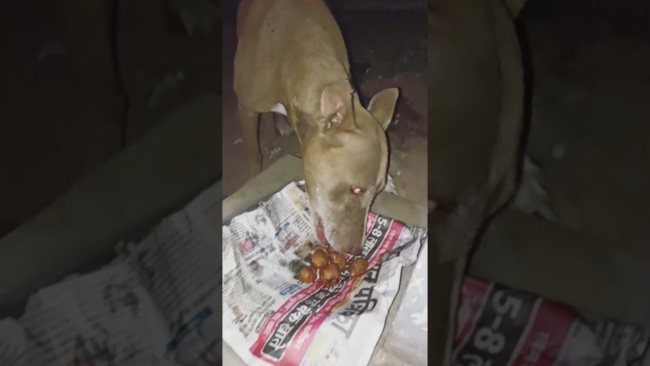 भूखे कुत्तों को रोटी .. 