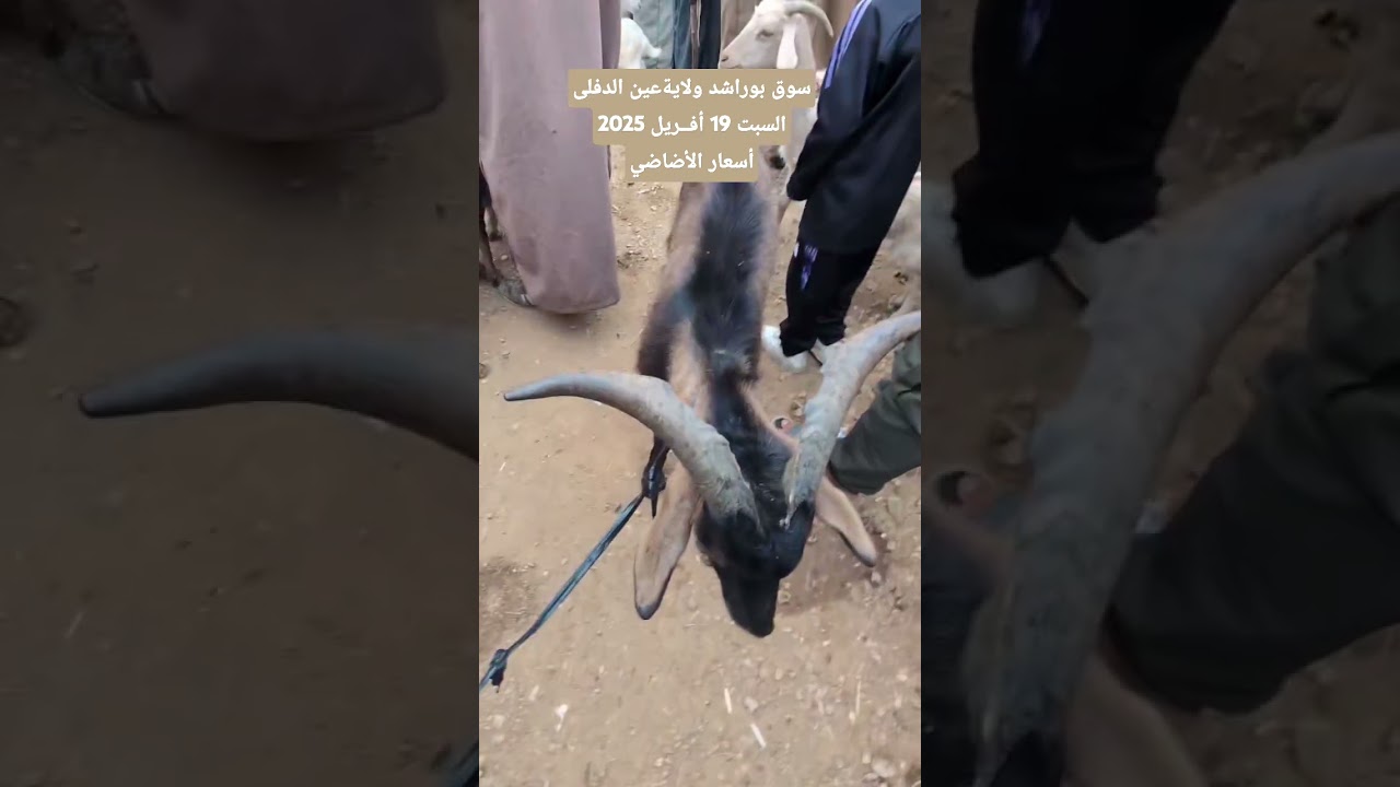 أسعار الأضاحي من سوق بوراشد ولاية عين الدفلى السبت 19 أفريل 2025
