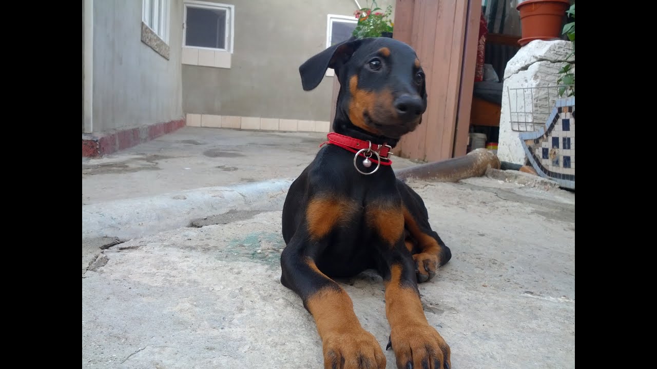doberman normal