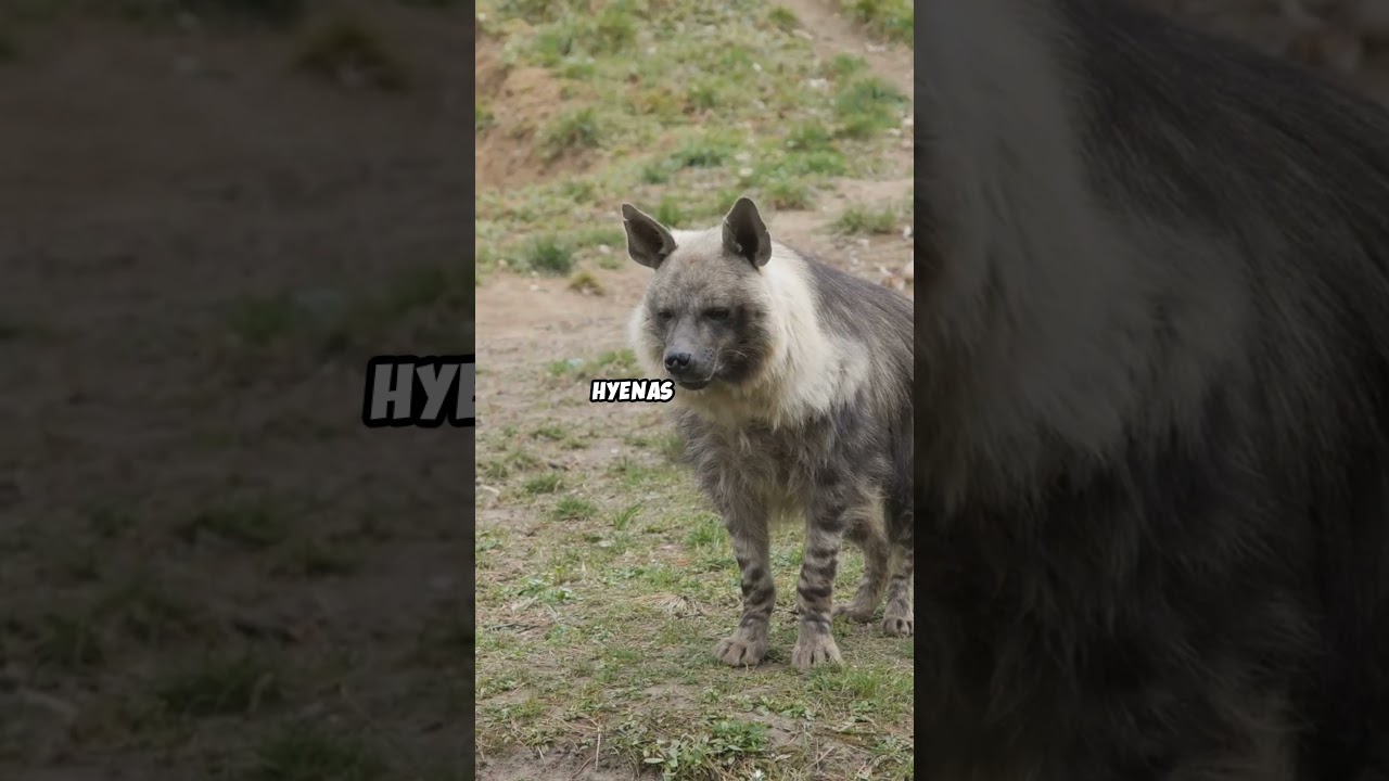 Top 5 Animals That Are Surprisingly Related! 🐘🐋 