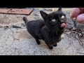 沢山の猫さん達と触れ合います
