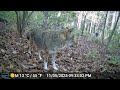 Coyotes Bucks Critters