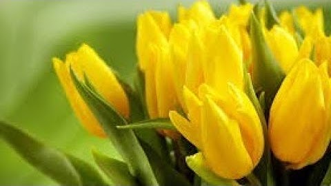 سورة الإخلاص أجمل تلاوه صوت القارئ الشيخ عبد الباسط عبد الصمد .رحمه الله  HD