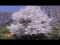 広島市植物公園の桜でお花見 の動画、YouTube動画。