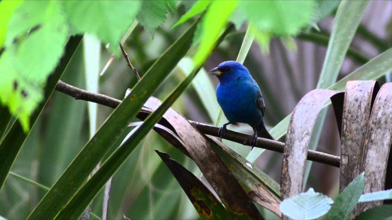 The Audubon Moment - The Indigo Bunting