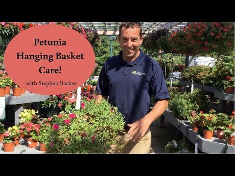 Barlow&rsquo;s TV [Episode 111] Caring for Petunia Hanging Baskets