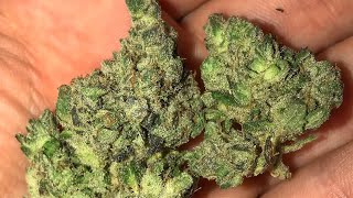 (Flower) G6 A.K.A. Jetfuel- Strain Review