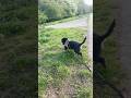 #welpe #hund