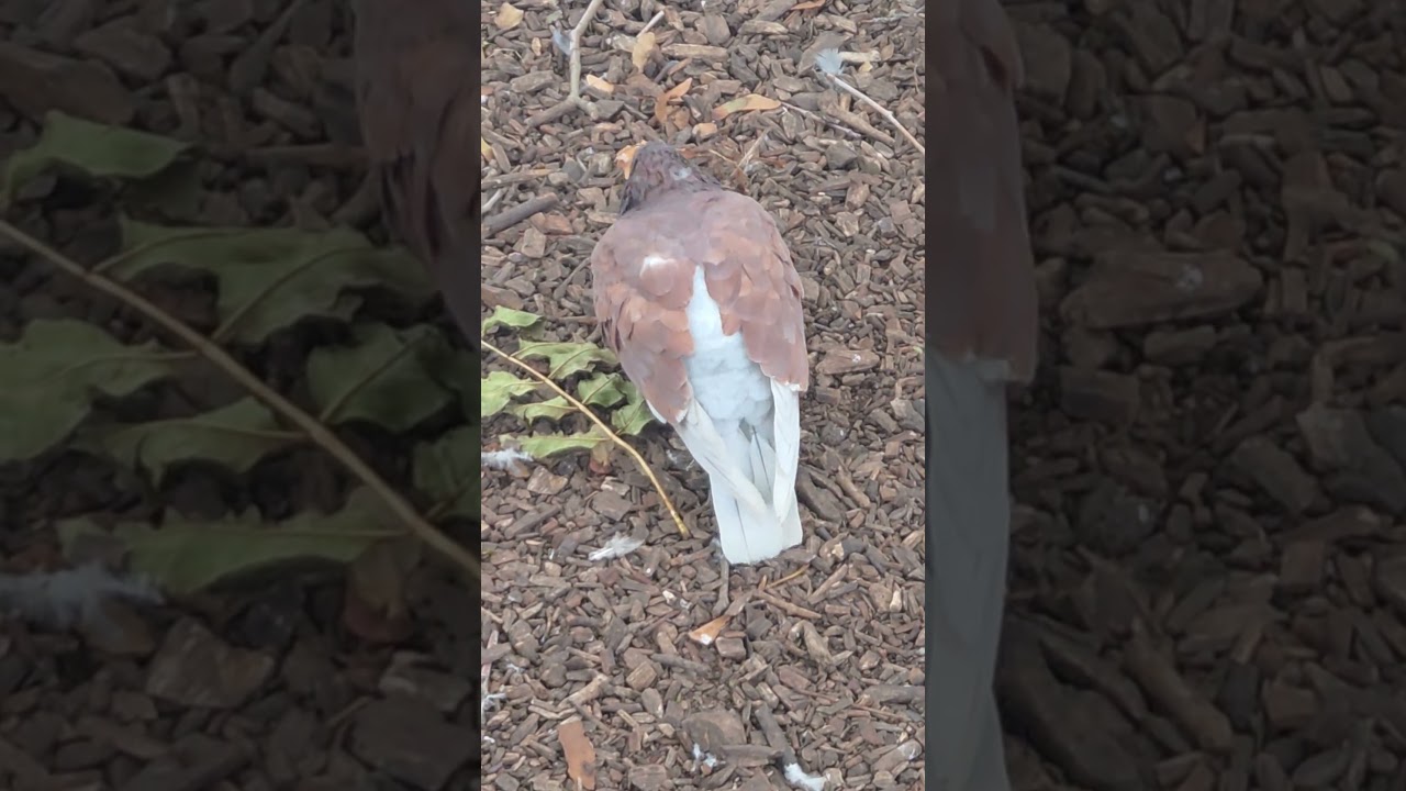 Camouflaged Brown Pigeon