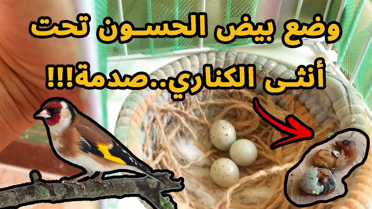 نتيجة غير متوقعة عند وضع بيض الحسون لأنثى الكناري 😰