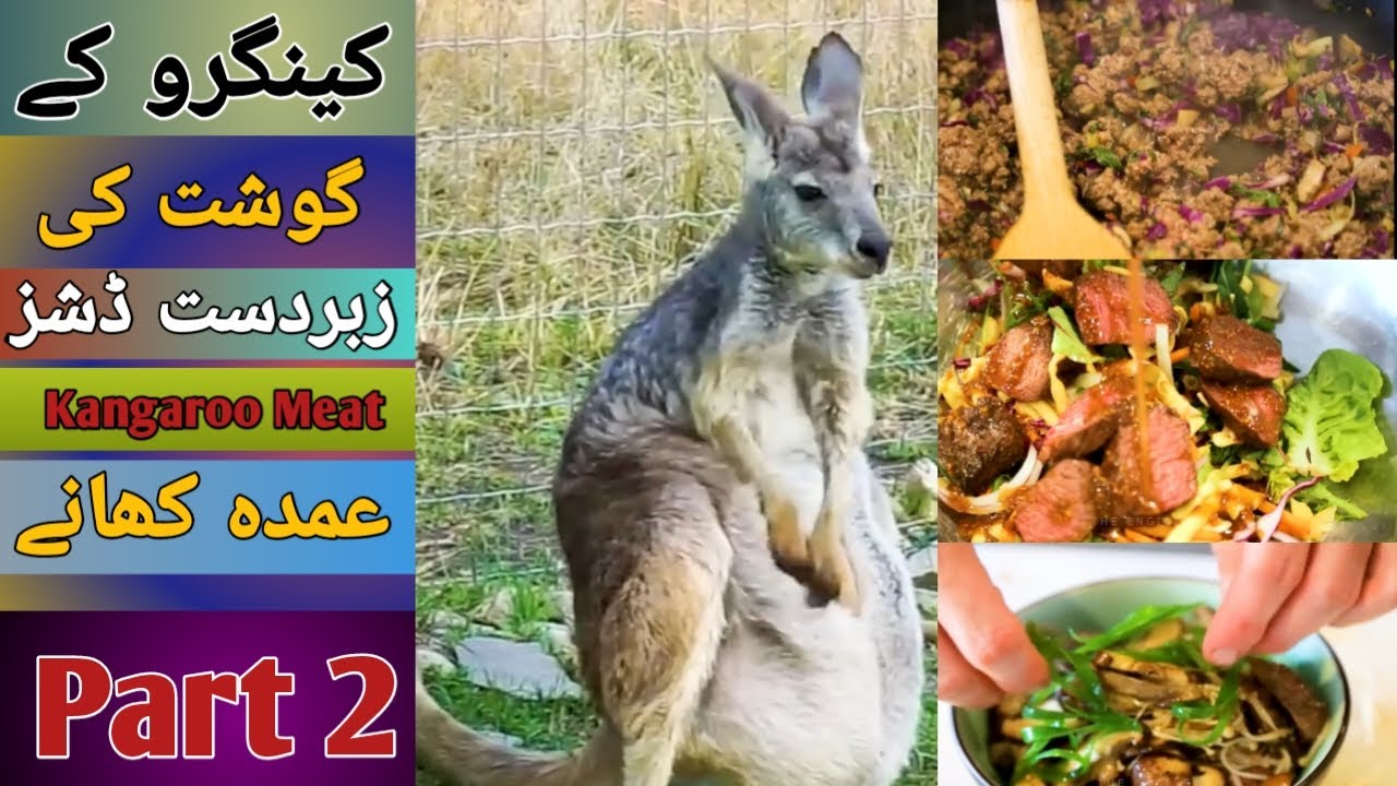 kangaroo meat dishes / kangaroo farming / balheem farms /part 2