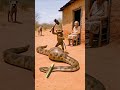 Snake Gets Full in Hilarious Clip 🐍