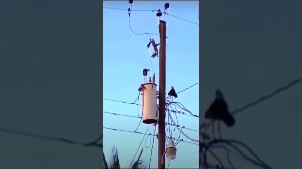 Bird got electric shock