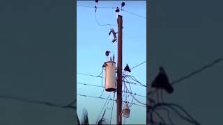 Famous Bird got electric shock Profile