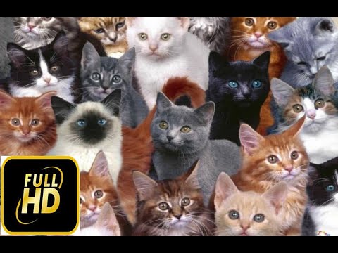 فيديو: القط الأمريكي بوبتيل سلالة هيبوالرجينيك ، الصحة والحياة
