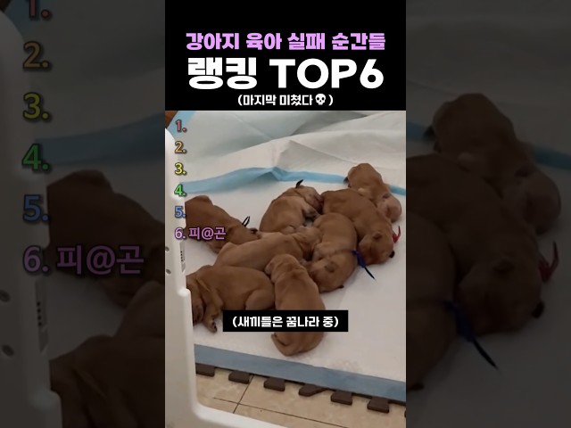 강아지 육아 실패 순간들 랭킹 TOP6