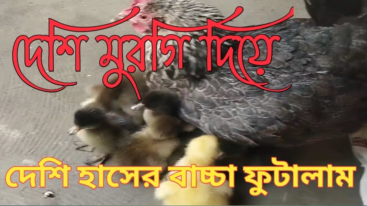 দেশি মুরগি দিয়া,দেশি হাসের বাচ্চা ফুটালাম