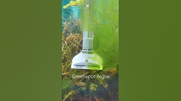 Scraping Greenspot Algae. Sooo Satisfying to watch. #Shorts