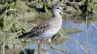 Piro-piro boschereccio - Wood sandpiper (Tringa glareola)