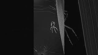 SPIDER FACT: web weaving?