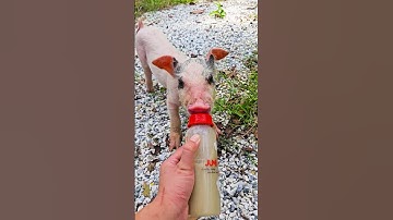 một con vịt ,con heo đất  , chú vịt con, con lợn éc ,chú thỏ con ,  chú lợn dễ thương #cute