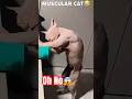 Muscular Cats😂 #catvideos #brainrot #shortsvideo #trendingshorts