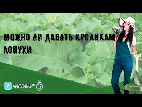 Можно ли давать кроликам лопухи