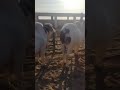 #shorts #viral #trending