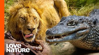 Hollywood Lion Pride vs. Massive Crocodile | Love Nature