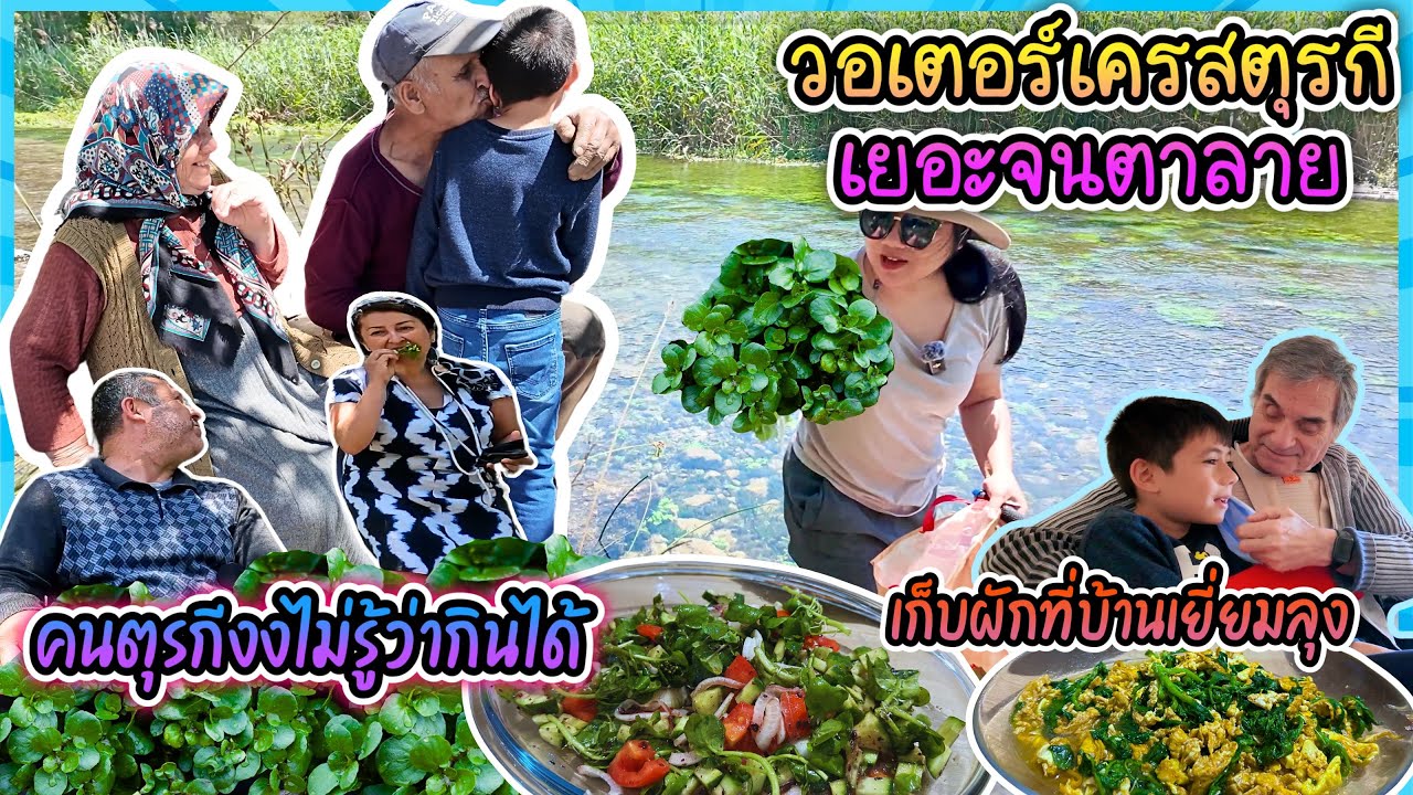 EP443 ลุยน้ำเก็บวอเตอร์เครสตุรกีเยอะจนตาลาย ทำอาหารเย็นแบ่งให้ปู่ย่า เก็บผักที่บ้านเยี่ยมคุณลุง