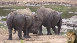 Huge White Rhinos Fighting